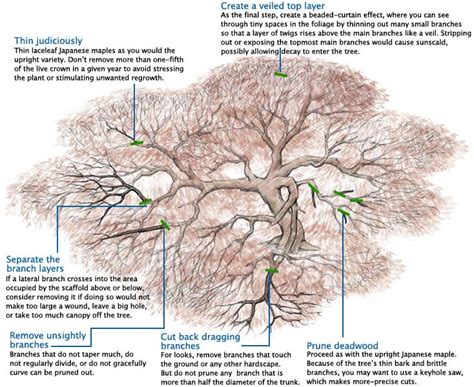 Tips for Pruning Your Japanese Laceleaf Maple Tree | SHADETREE PRUNING ...