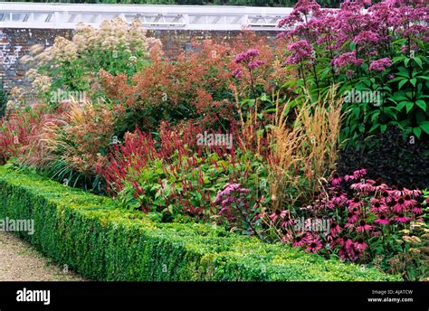 Box Hedge September herbaceous border borders box hedge hedges Stock Photo - Alamy