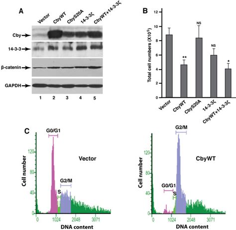 Stable expression of Cby reduces SW480 cell growth.(A) Stable SW480 ...