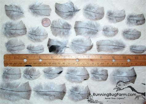 Natural Blue Slate Turkey Feathers For Crafts Qty 30 Size 1.5-2.5"