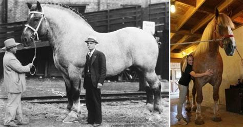 These Are the Tallest and Heaviest Horses That Were Ever Recorded