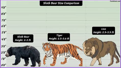 Sloth Bear Size: How Big Are They? Compared With Others