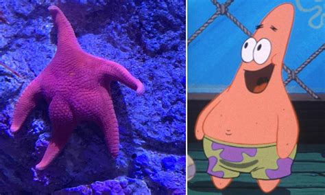 Why Patrick Lives Under a Rock on 'SpongeBob SquarePants' Explained