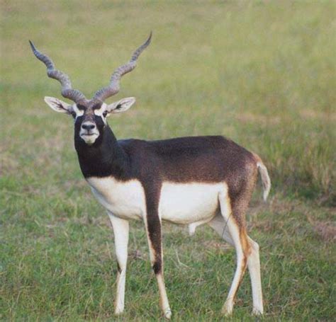 Blackbuck Antelope | Kingham Safaris