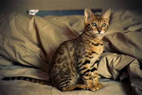 Bengal Cats: Do They Make Good Pets? | Coops & Cages