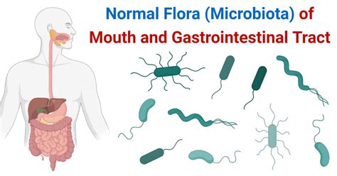 Normal Flora (Microbiota) of Mouth and Gastrointestinal Tract