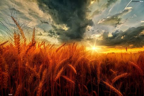 Wheat Field Sunset wallpaper. | Cool pictures of nature, Photo to art ...