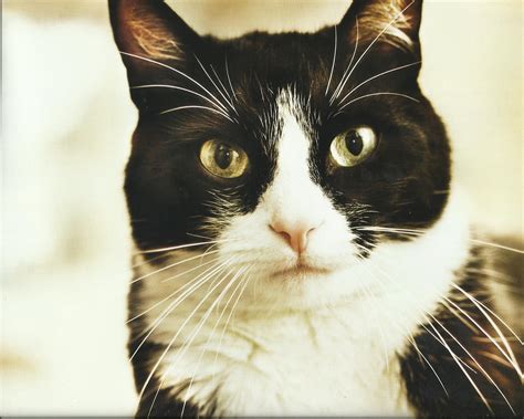 🔥 Download Animal Tuxedo Cat Wide HD Wallpaper Image by @isabelk24 ...