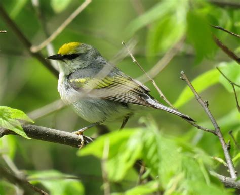 GOLDEN-WINGED WARBLER - Birds of Nebraska - Online