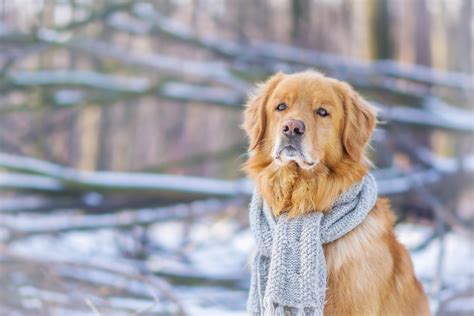 Download Depth Of Field Scarf Winter Dog Animal Golden Retriever 4k ...