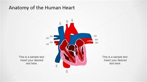 Circulatory System PowerPoint Design - SlideModel