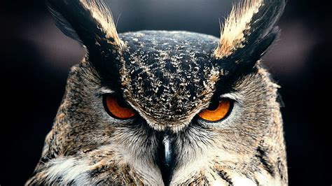 HD wallpaper: owl, bird, face, eyes, great horned owl, beak, fauna, bird of prey | Wallpaper Flare