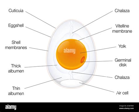 Anatomy of a birds egg. Labeled egg structure chart with names of the components - illustration ...