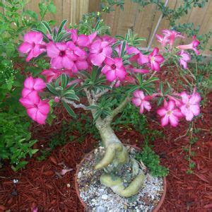 35 Stunning Types of Desert Rose Varieties | Balcony Garden Web