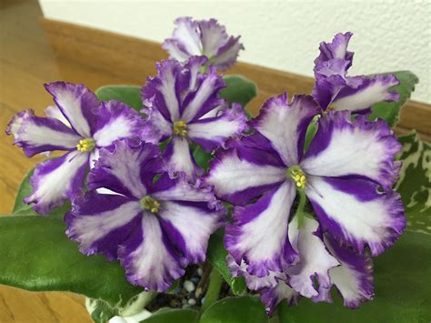 Hayase (Japanese chimera) African Violet, Chimera, Growing Indoors, Maggi, Neat, Japanese ...