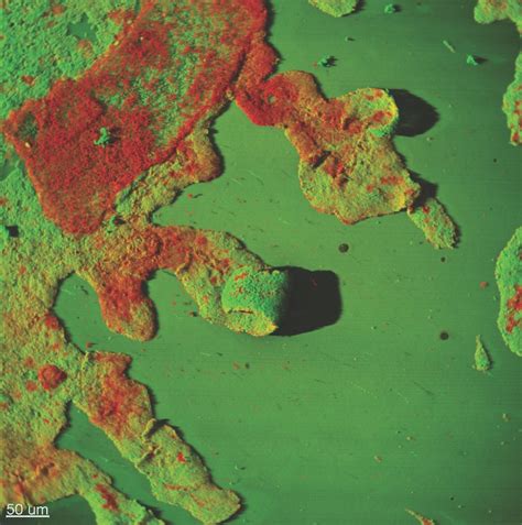 About - Biofilm Lab