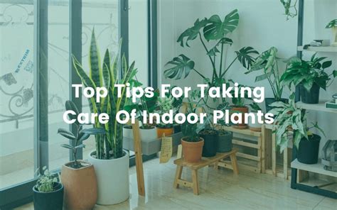 Top Tips For Taking Care Of Indoor Plants | Fleurtations