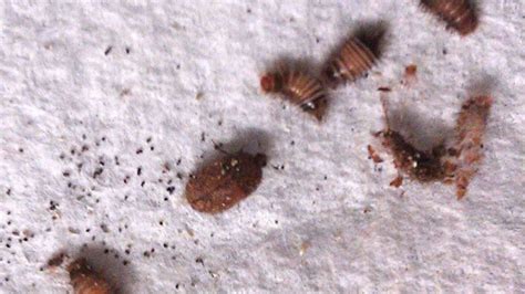 8 Photos What Does A Carpet Beetle Infestation Look Like And View ...