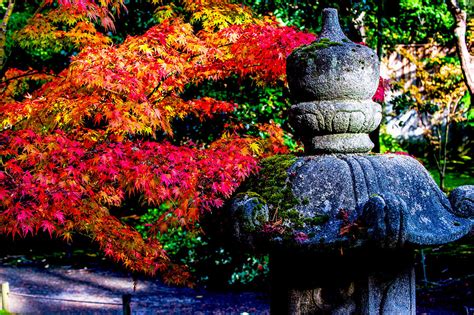 Fall color - Japanese maple Photograph by Hisao Mogi - Fine Art America