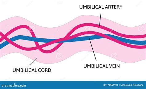 Umbilical Cord, Vintage Engraving Cartoon Vector | CartoonDealer.com ...