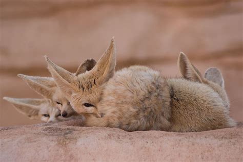 Fennec Fox Facts, Pictures & Information: African Desert Fox