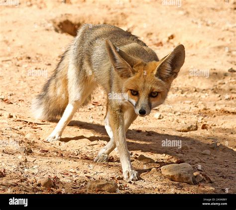 Rueppells fox Banque de photographies et d’images à haute résolution - Alamy