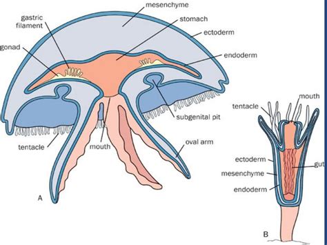 Coelenterata