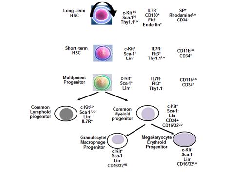 Neural Progenitor Cell Markers