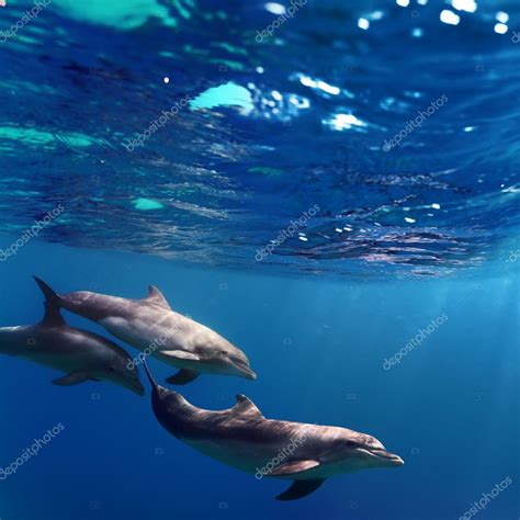 Three dolphins swimming underwater — Stock Photo © vitaliy_sokol #13898265