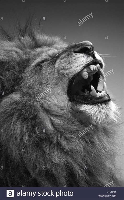 Lion Roaring Side View High Resolution Stock Photography and Images - Alamy