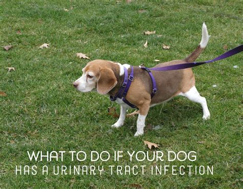 Home Remedies for Dogs with Urinary Tract Infections | PetHelpful