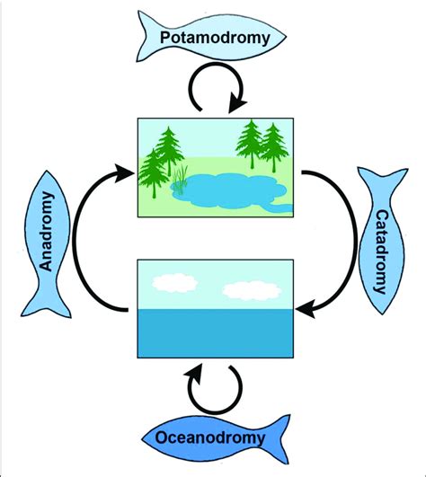 | Spawning migration modes in fish classified based on the use of... | Download Scientific Diagram