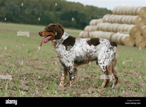 Dog Brittany Spaniel / Epagneul breton adult (liver tricolor Stock ...