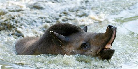 Endangered Species of the Americas: Baird's Tapir: the Largest ...