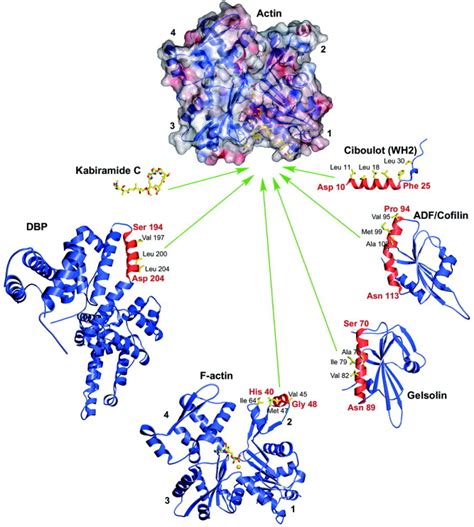 Actin-binding proteins – a unifying hypothesis: Trends in Biochemical ...