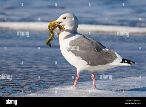 Gull with marine worm casing, Fogarty Creek State Park, Oregon Stock ...