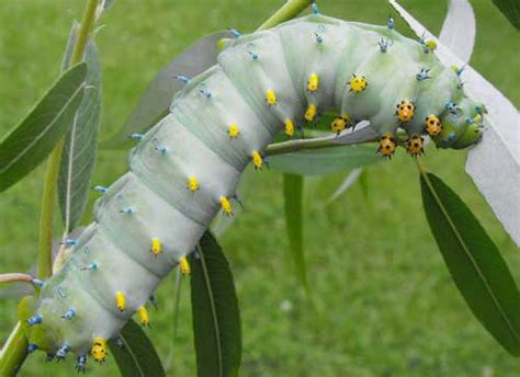 cecropia moth - Hyalophora cecropia Linnaeus