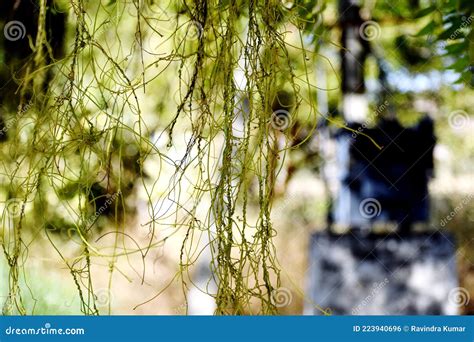 Plant of dodder or Amarbel stock photo. Image of green - 223940696