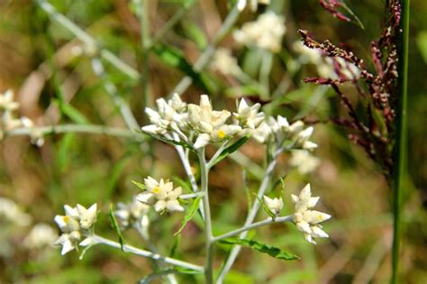 Sweet Everlasting – VIRGINIA WILDFLOWERS