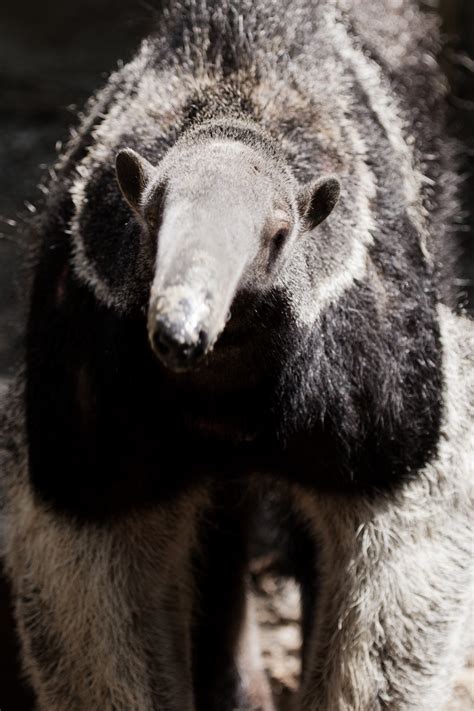 Giant Anteater Free Stock Photo - Public Domain Pictures