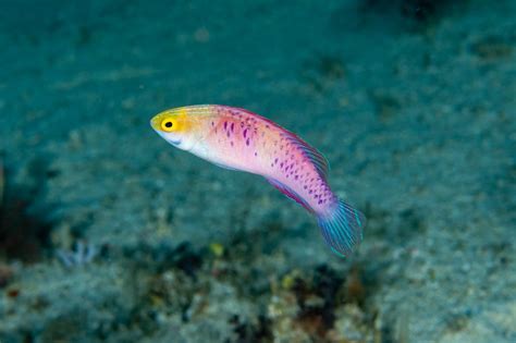 New species of purple reef-dwelling fish named after Wakanda - Earth.com