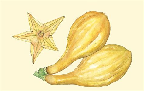 Harvest of the Month: Summer Squash - The Martha's Vineyard Times