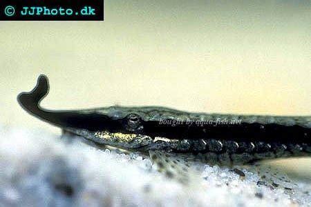 An article on raising Twig catfish (Farlowella vittata)