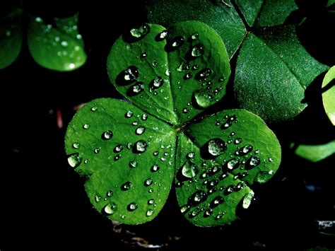 An Ode to St Patrick’s Day – Apanache