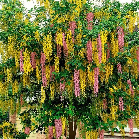 Broom Laburnum- each | Flowering trees, Trees to plant, Planting flowers