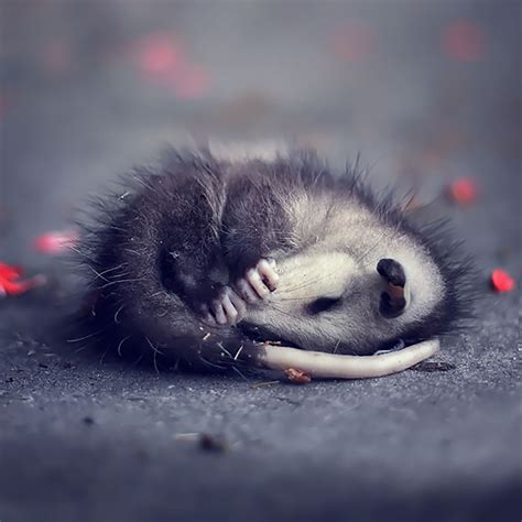 36 Awesome Possums And Opossums | Bored Panda