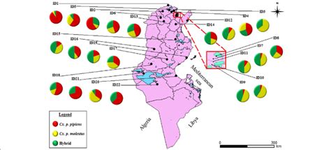 Distribution of Culex pipiens forms. Composition of the Culex pipiens ...