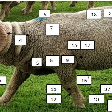 External body parts of ram. | Download Scientific Diagram