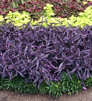 Purple Tradescantia House Plants Floral & Garden Crafts Home & Hobby etna.com.pe