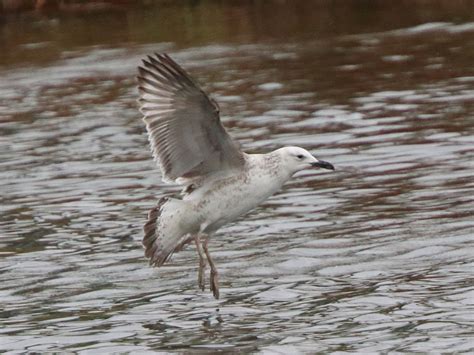 CAMBRIDGESHIRE BIRD CLUB GALLERY: Caspian Gull